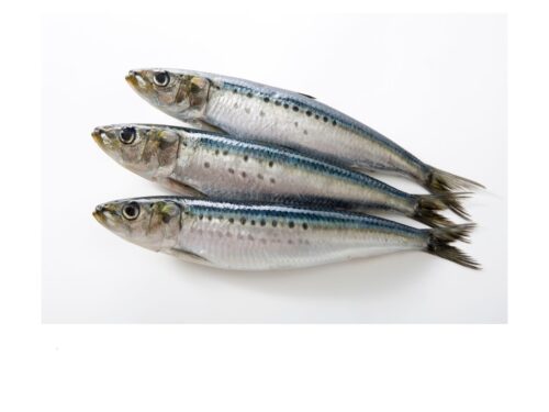 Sardines