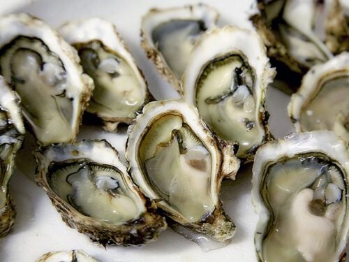 Fresh Oysters