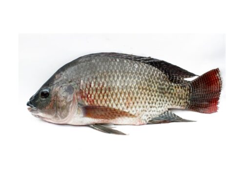 Tilapia