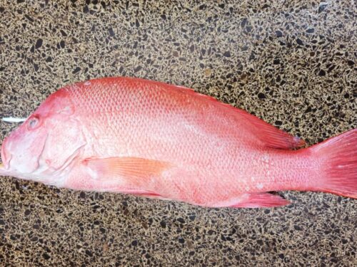 Red Snapper