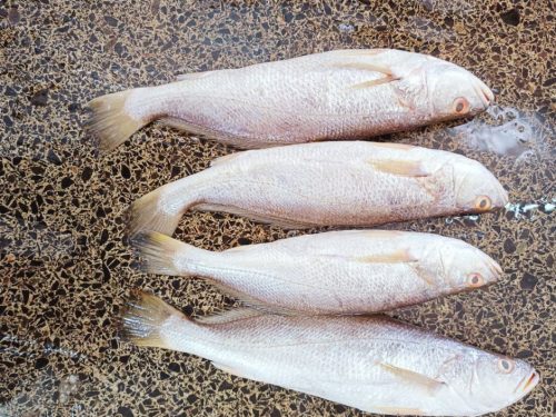 Herring/croaker