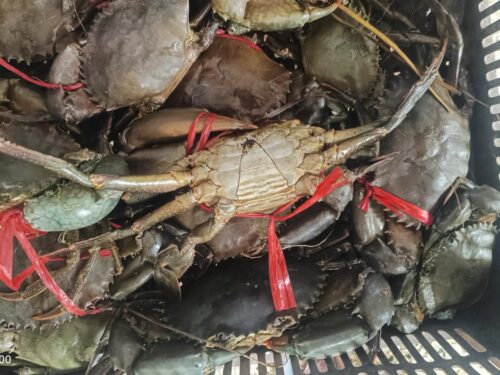 Live Crabs